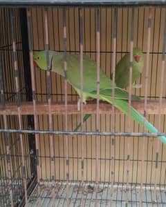 ringneck breeder pair