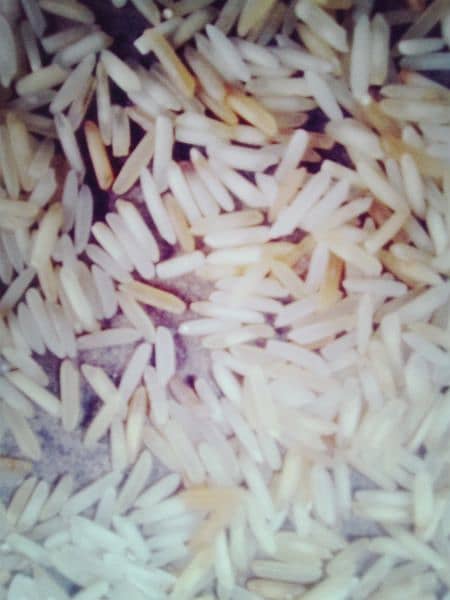 rice dage kainat 1