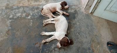 pure pointer breed  pair good quality