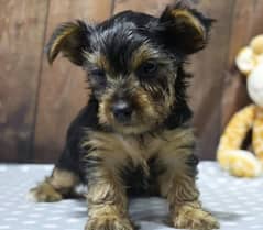 IMPORTED YORKSHIRE TERRIER PUPPIES AVAILABLE FOR SALE