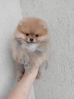 IMPORTED POMERANIAN PUPPIES AVAILABLE FOR SALE