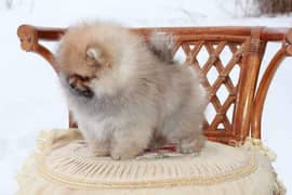 IMPORTED POMERANIAN PUPPIES AVAILABLE FOR SALE