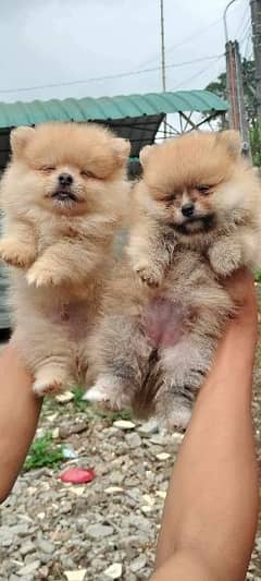 IMPORTED POMERANIAN PUPPIES AVAILABLE FOR SALE