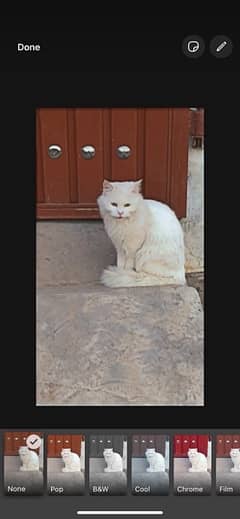 persian cat for sale