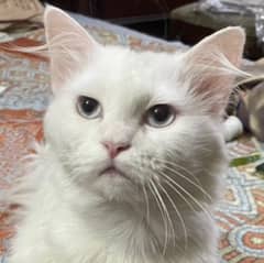 Persian Male Cat / light Blue Eyes