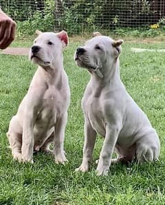 IMPORTED DOGO ARGENTINO PUPPIES AVAILABLE FOR SALE