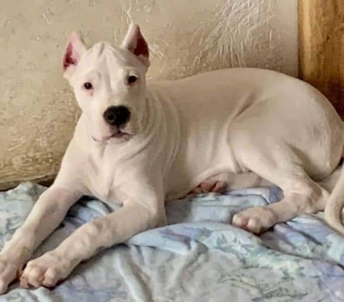 IMPORTED DOGO ARGENTINO PUPPIES AVAILABLE FOR SALE 1