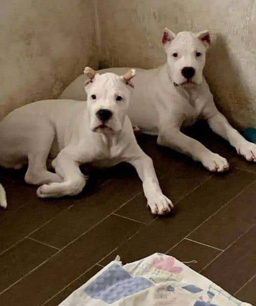 IMPORTED DOGO ARGENTINO PUPPIES AVAILABLE FOR SALE 2