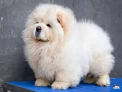 IMPORTED CHOW CHOW PUPPIES AVAILABLE FOR SALE