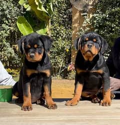 IMPORTED ROTTWEILER PUPPIES AVAILABLE FOR SALE