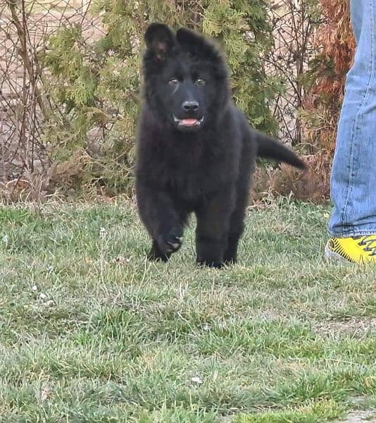 BLACK GERMAN SHEPHERD PUPPY AVAILABLE FOR SALE 1