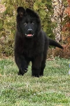 BLACK GERMAN SHEPHERD PUPPY AVAILABLE FOR SALE