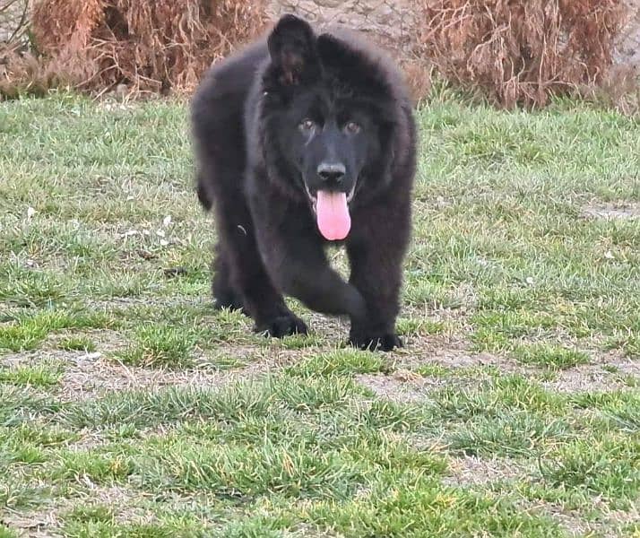 BLACK GERMAN SHEPHERD PUPPY AVAILABLE FOR SALE 2