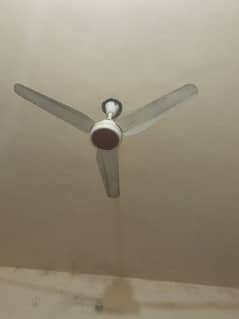 Billion Fan | Cieling Fan