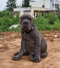 IMPORTED CANE CORSO PUPPY AVAILABLE FOR SALE 0