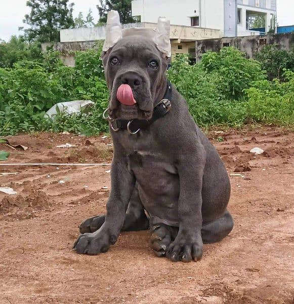 IMPORTED CANE CORSO PUPPY AVAILABLE FOR SALE 1