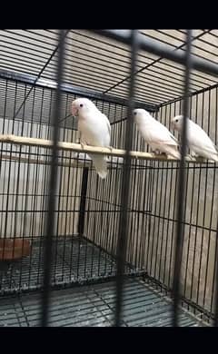 love birds for sale