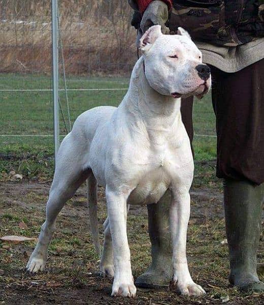 IMPORTED DOGO ARGENTINO PUPPIES AVAILABLE FOR SALE 4