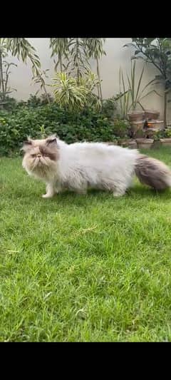 persian imported peki male cat