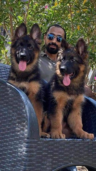 TOP QUALITY GERMAN SHEPHERD PUPPIES AVAILABLE FOR SALE 0