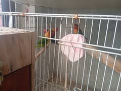 fisher love bird breeder pair for new home 0