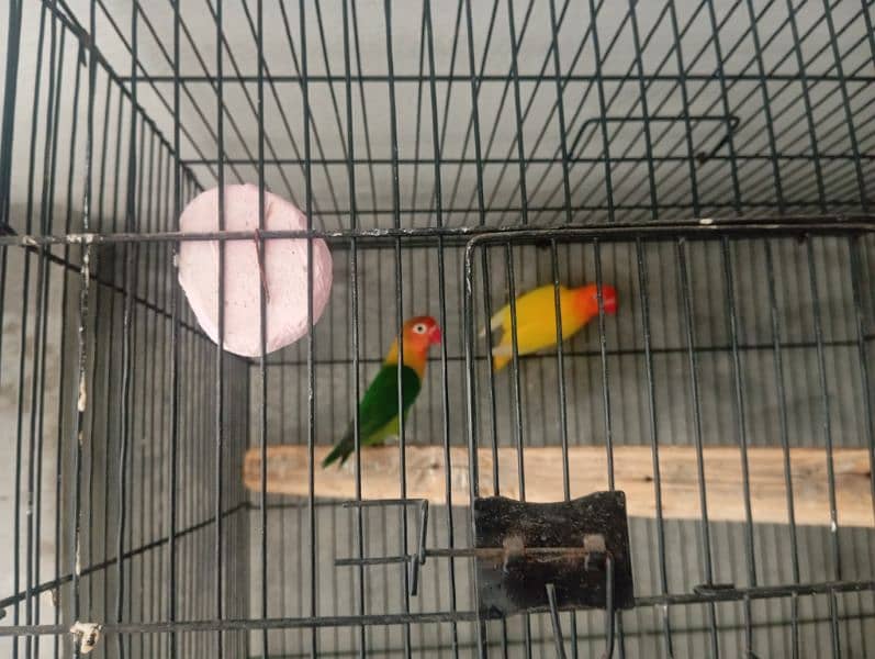 fisher love bird breeder pair for new home 1