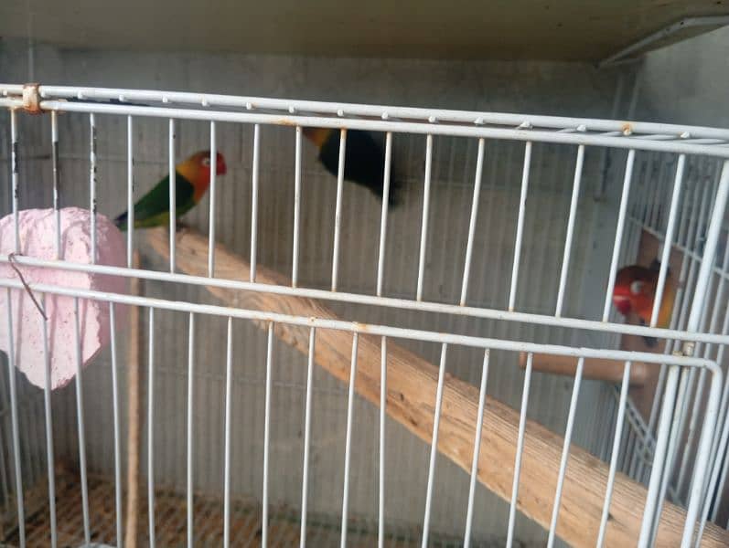 fisher love bird breeder pair for new home 2