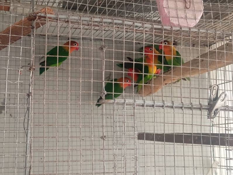 fisher love bird breeder pair for new home 3