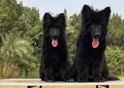 BLACK GERMAN SHEPHERD PUPPIES AVAILABLE FOR SALE