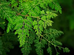 Moringa leaves and seeds 0