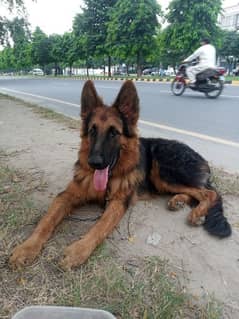 Pure Long Coat German shepherd trained puppy