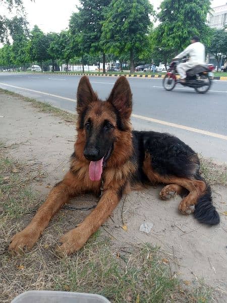 Pure Long Coat German shepherd trained puppy 0