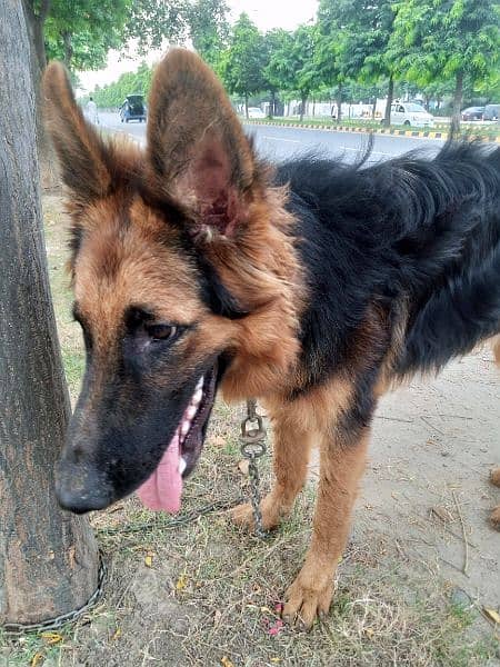 Pure Long Coat German shepherd trained puppy 1