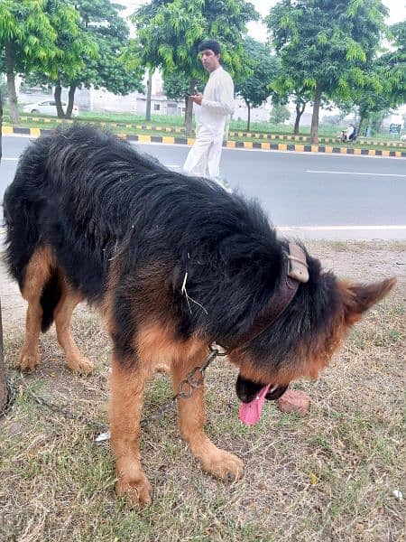 Pure Long Coat German shepherd trained puppy 2