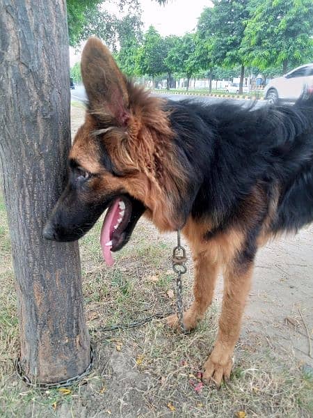 Pure Long Coat German shepherd trained puppy 3