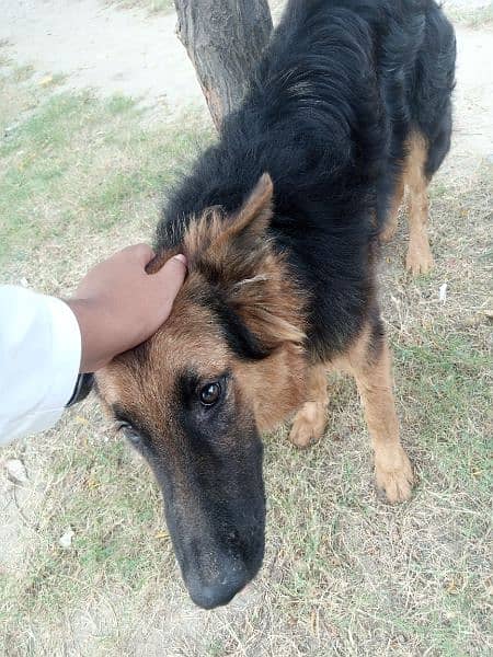 Pure Long Coat German shepherd trained puppy 4