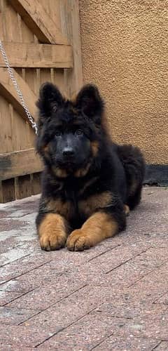 IMPORTED GERMAN SHEPHERD PUPPY AVAILABLE FOR SALE