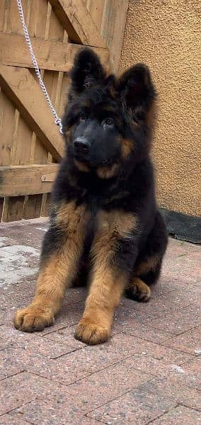 IMPORTED GERMAN SHEPHERD PUPPY AVAILABLE FOR SALE 1