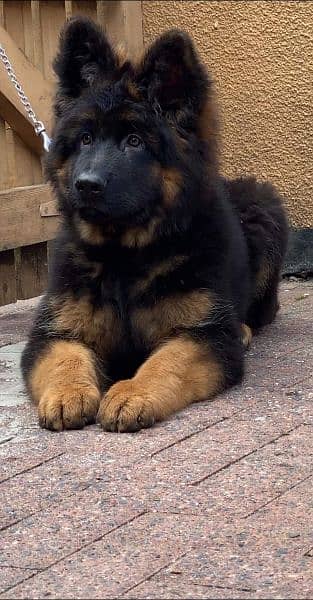 IMPORTED GERMAN SHEPHERD PUPPY AVAILABLE FOR SALE 2