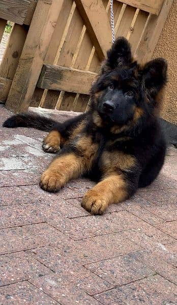 IMPORTED GERMAN SHEPHERD PUPPY AVAILABLE FOR SALE 3