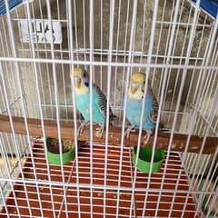 Breeder pair Possible rainbow budgies