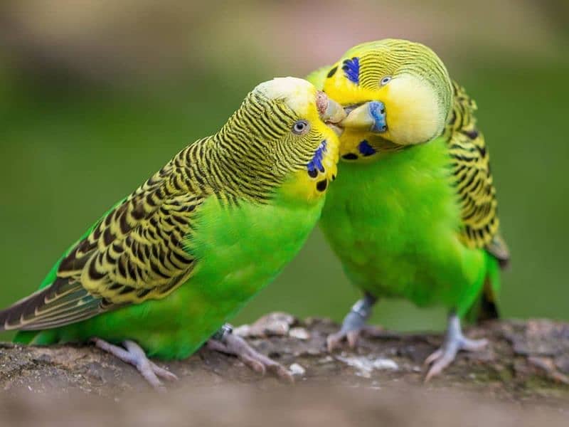 Breeder pair Possible rainbow budgies 2