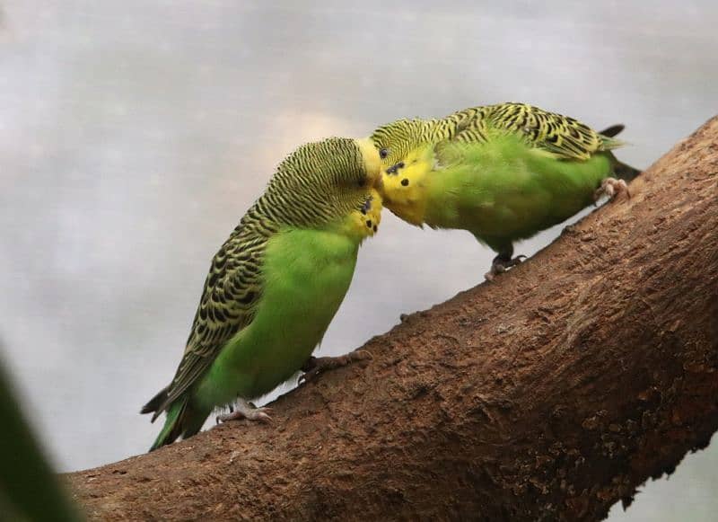 Breeder pair Possible rainbow budgies 3