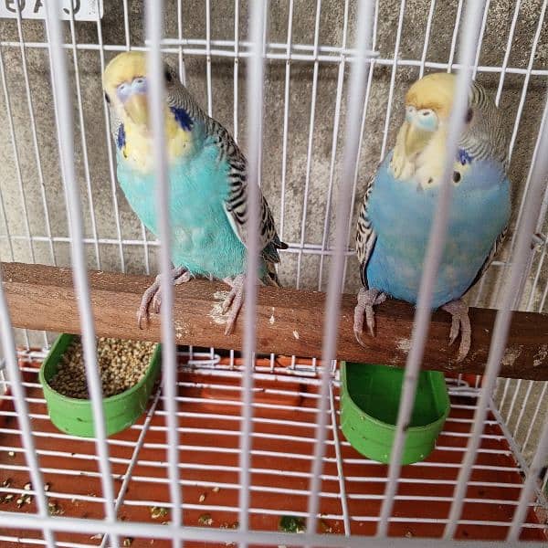 Breeder pair Possible rainbow budgies 4