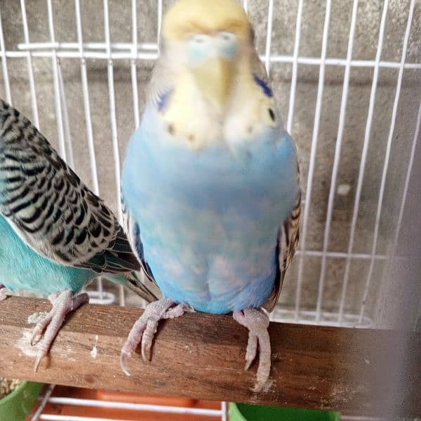 Breeder pair Possible rainbow budgies 5