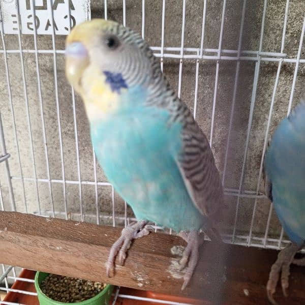 Breeder pair Possible rainbow budgies 6