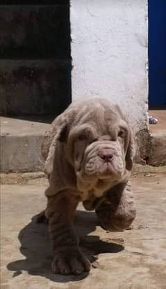 IMPORTED NEAPOLITAN MASTIFF PUPPY AVAILABLE FOR SALE 0