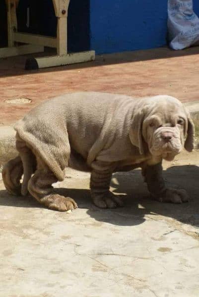 IMPORTED NEAPOLITAN MASTIFF PUPPY AVAILABLE FOR SALE 1