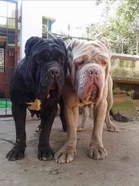 IMPORTED NEAPOLITAN MASTIFF PUPPY AVAILABLE FOR SALE 3