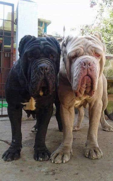 IMPORTED NEAPOLITAN MASTIFF PUPPY AVAILABLE FOR SALE 4